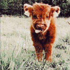 Meet your Posher, Sofia